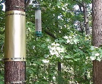 Maybe you would like to learn more about one of these? Target: Squirrels - Gardening Austin