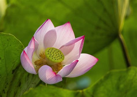 Lotus Flower Seed Pod Free Photo On Pixabay Pixabay