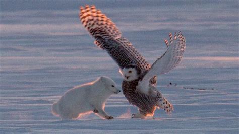 According to the world owl trust, owls are opportunists and will eat whatever they find. Arctic Fox and Snowy Owl Filmed Doing Strange 'Dance'—But Why?