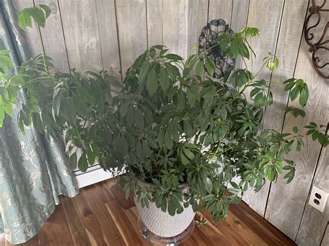 How To Grow And Care For Schefflera Umbrella Plant Schefflera Plants
