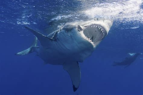 Great White Shark With Images Great White Shark White Sharks Shark