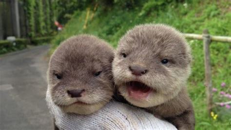 Month Old Otters Cute Baby Animals Baby Animals Cute Animals