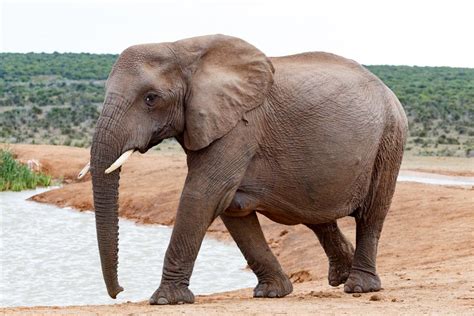 Female African Bush Elephant The Female African Bush Elephant Is The