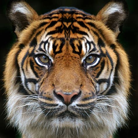 Royalty Free Bengal Tiger Pictures Images And Stock Photos Istock