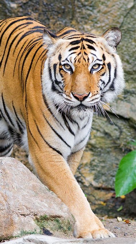 Panthera Tigris Monaco Nature Encyclopedia