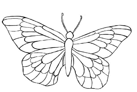 Kolorowanka Motyle I Kwiaty | Motyl Nazwa
