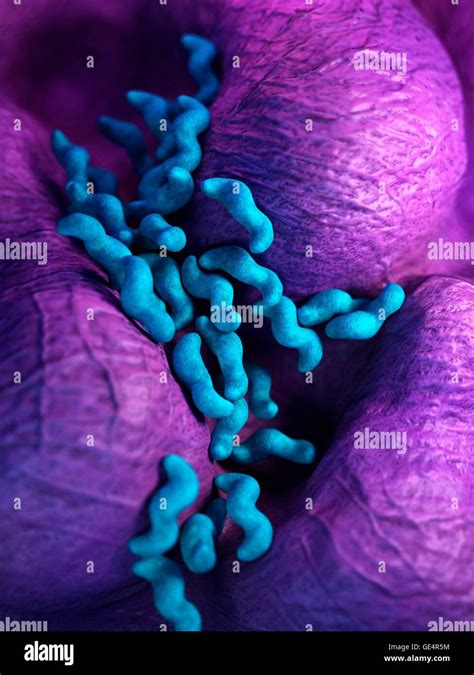 Campylobacter Bacteria Illustration Stock Photo Alamy