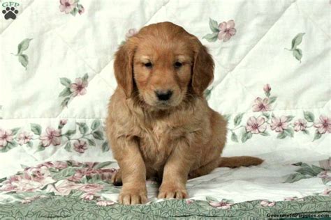 Honey Golden Retriever Puppy For Sale In Pennsylvania