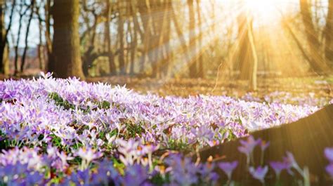 Jakie są pierwsze oznaki wiosny? W piątek rozpoczyna się astronomiczna wiosna | Nauka w Polsce