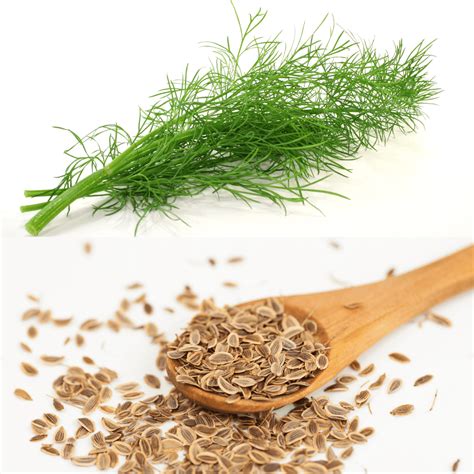 fresh dill vs dill weed and dill seed the short order cook