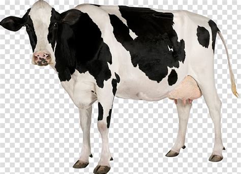 Cow Transparent Background PNG Clipart HiClipart