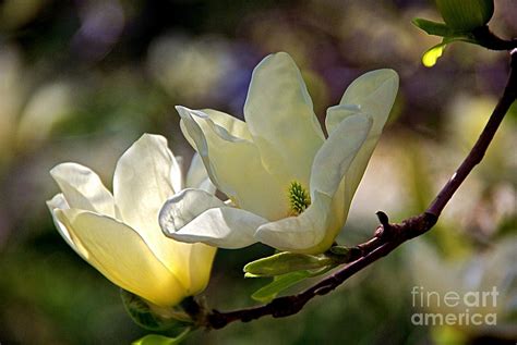 Marvelous Magnolia Photograph By Byron Varvarigos Fine Art America