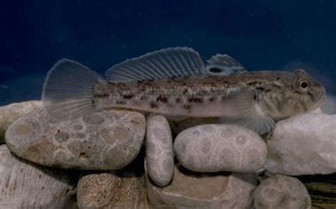 Dec Round Gobies An Invasive Fish Species Found In Hudson River