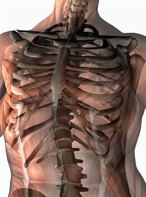 Anatomical Human Thorax Stock Illustration Illustration Of Closeup
