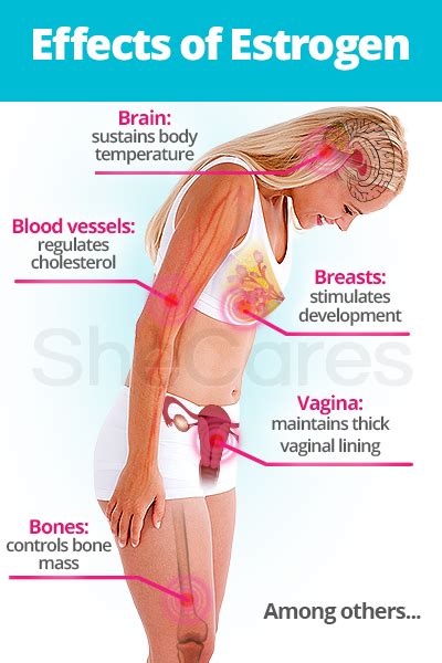 estrogen roles and effects shecares