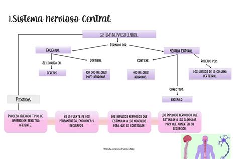 Tipos De Gl Ndulas Salud Mapas Conceptuales Udocz