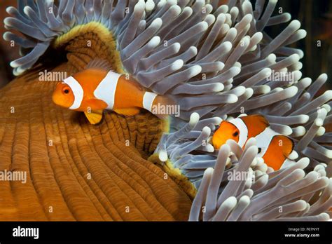 Clown Anemonefishes Amphiprion Ocellaris Bali Indonesia Stock Photo