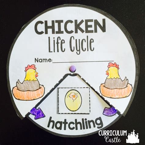Chicken Life Cycle Interactive Wheel Craft Freebie Chicken Life