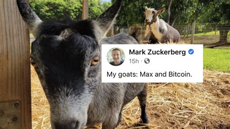 mark zuckerberg has a goat named bitcoin well ok then mashable