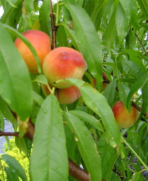 Buy Florida Peach For Sale In Orlando Kissimmee