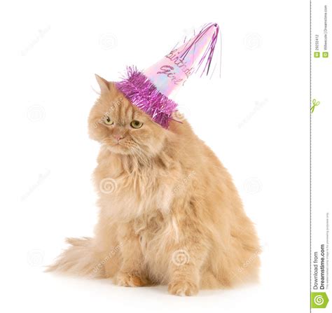 Birthday Cat Stock Photography Image 29232412