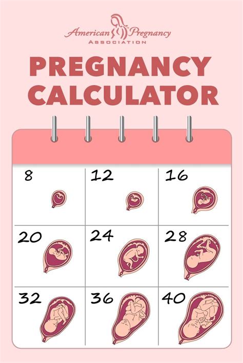 Conception To Due Date Month Madsilope