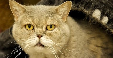 7 Tips To Care For An Older Cat National Kitty
