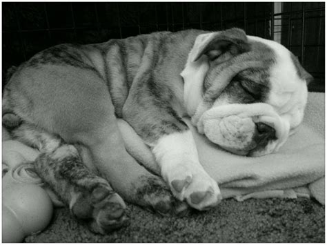 Sleepy English Bulldog Puppy Brindle And White Her Name Is Bricklee