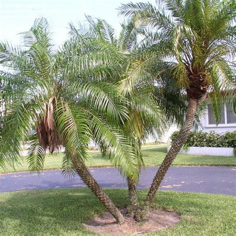 Pigmy Date Palm 3 Gal10pot Palm Tree Live Tropical Rare Phoenix