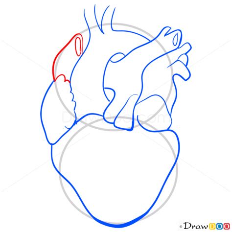 A Drawing Of The Human Heart