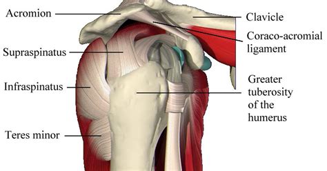 The tendons attach the muscles to the bone and allow movement in the shoulder, as well as providing strength to hold the ball in its socket. Why Isn't My Rotator Cuff Tear Healing After Physical Therapy?