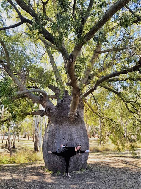 Brachychiton Rupestris Qld Bottle Tree Landscaping Brisbane And Pool