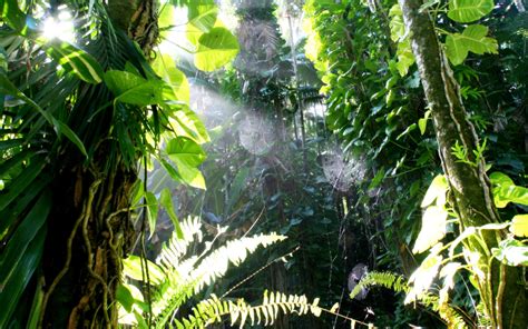 Jungle Tides Wild Tropics ♡ Active Tropical Jungle Blog ♡tropical Blog ☯ Follow For Posts Like