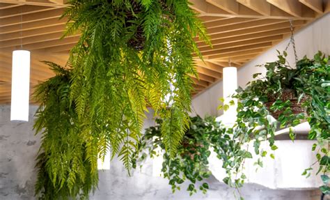 What Is Biophilic Design And Why Is It Important Buildpass