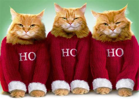 Christmas Cat Sweater Happy Christmas Wallpapers Cat Christmas