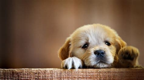 10 Most Popular Cute Puppy Pictures Wallpaper Full Hd 1920×1080 For Pc