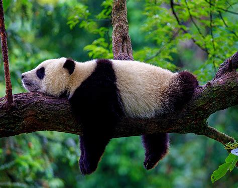 Panda - śmieszne i urocze zdjęcia ! | Viva.pl