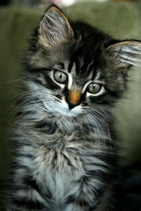 Jaynes Cozy Corner Kittens Cutest Cute Cats Beautiful Cats