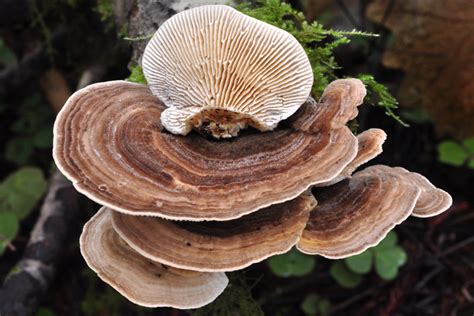 commonly confused volume 1 turkey tail look alikes — mushrooms of the redwood coast