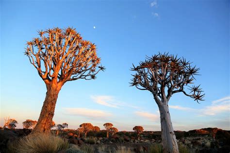 Quiver Tree Forest Namibia Namibia Quivertree Africa Tree Forest
