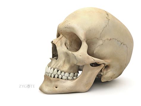 Human Skull 3d Models