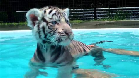 Tigers need three things to survive water, dense vegetation, and a healthy supply of food. Baby Tiger's first Swim - YouTube