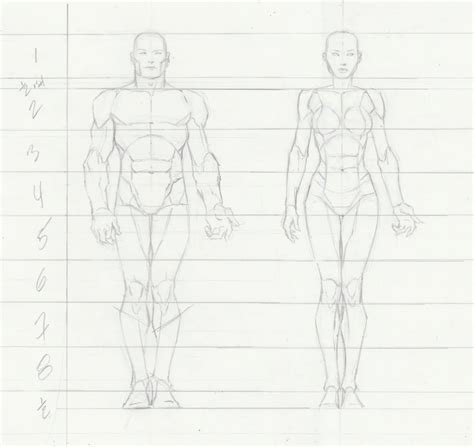 Female Torso Muscle Anatomy Drawing Anatomy Figures For Character