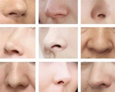 Ancestors Climate Shaped Your Nose — Along With Genetics Genetic Literacy Project