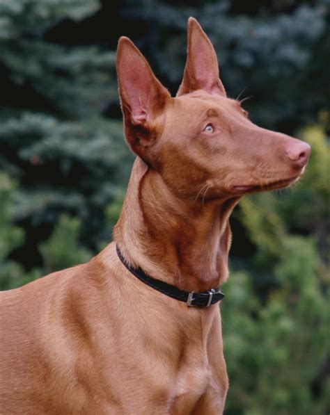 Pharoah Hound Faraonský Pes Pharaoh Hound Chovatelská Stanice El