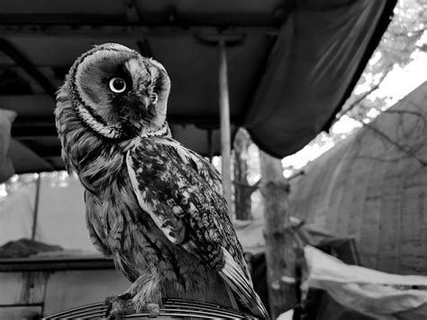 Bird Owl Animal Free Photo On Pixabay