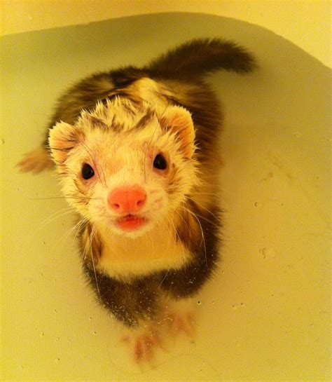 Ferret Bath Time Cute Ferrets Funny Ferrets Pet Ferret