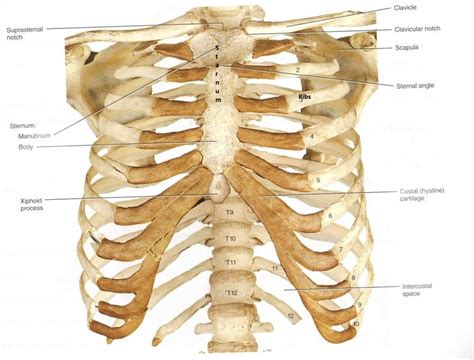 Human Anatomy Ribs Pictures Thoracic Rib Cage Anatomy In Detail