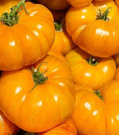 Amana Orange Heirloom Tomato Seeds Ebay