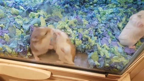 They're going back at it! 4 Robo Dwarf Hamsters Fighting In Petsmart [FHD 60FPS ...